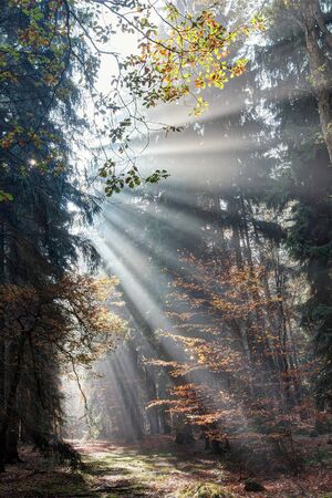 God Rays - Sun Rays in the Early Morning Forestの写真素材