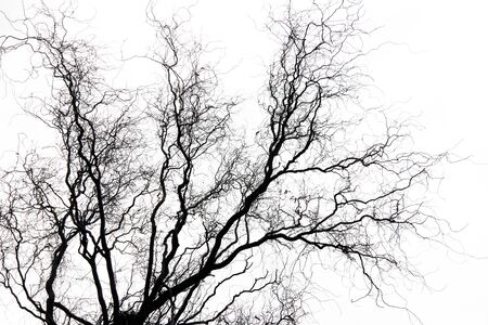 Abstract image of the tree with bare branchesの写真素材