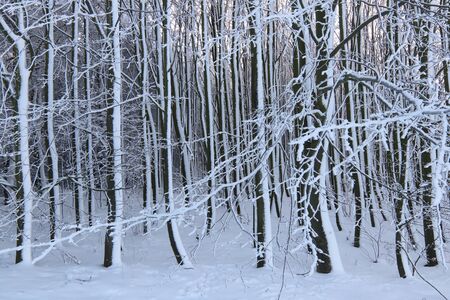 Deciduous forest in winter - bare tree branches covered with snowの写真素材