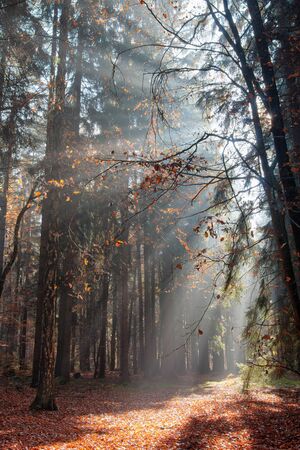 God Rays - Sun Rays in the Early Morning Forestの写真素材