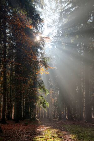 God beams - sun rays n the early morning forestの写真素材