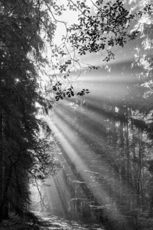 Black and white God beams - sun rays n the early morning forestの写真素材