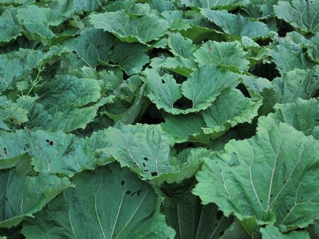 Abstract detail of the burdock leavesの写真素材