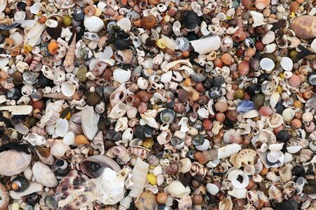 Pile of the shells of molluscs on the sand at low tideの写真素材