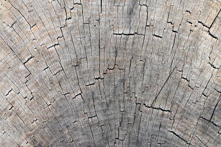 Detail of the cut tree trunk - annular ringsの写真素材