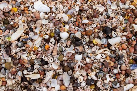 Pile of the shells of molluscs on the beach at low tideの写真素材