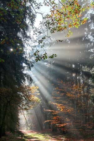 God beams - sun rays n the early morning forestの写真素材