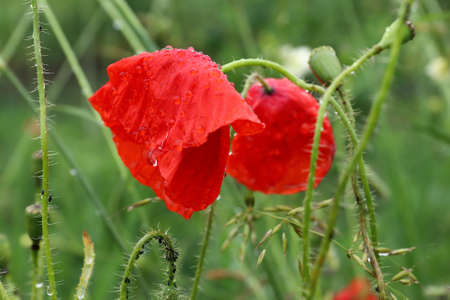 Blooming corn poppies after the rainの写真素材