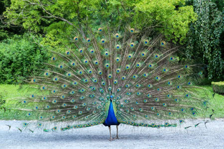 Peacock showing its long tail with beautiful feathers with eye-like markingsの写真素材