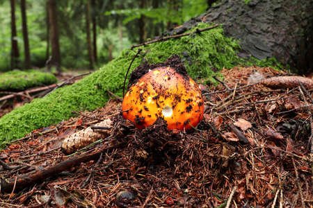 Detail of the growing red toadstool - Amanita muscariaの写真素材