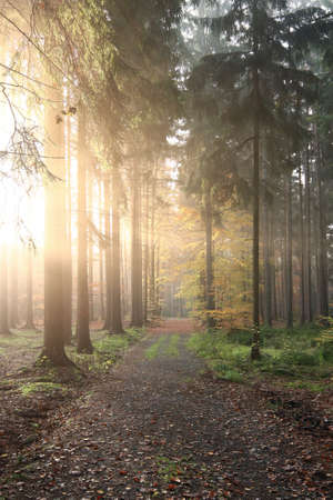 Autumn morning on the forest roadの写真素材