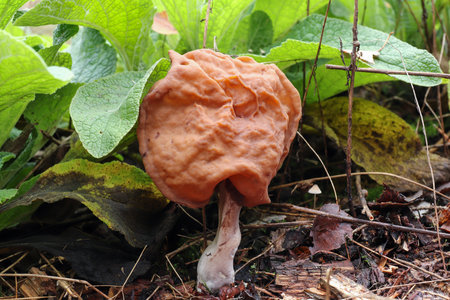 Gyromitra infula, commonly known as the hooded false morel or the elfin saddle, is an inedible fungus. It is found in the Northern Hemisphere, usually in the late summer and autumn. Gyromitra infula is considered inedible as it contains the toxic compound gyromitrin.の写真素材