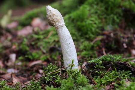 Phallus Impudicus - common stinkhorn - mushroom is not poisonous, but only very fresh mushrooms are consumedの写真素材