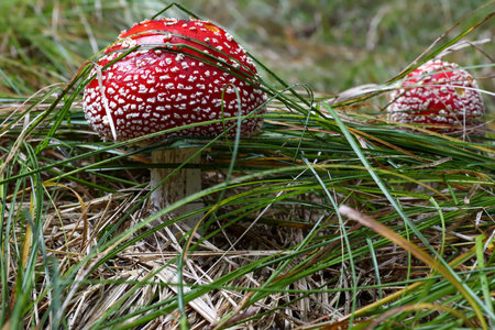 Red toadstool growing in the grass - Amanita muscaria, poisonous fungus;の写真素材