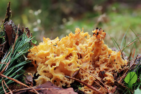 Sparassis crispa sometimes called cauliflower fungus - delicious edible mushroomの写真素材