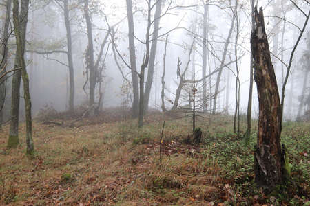 Fog in the haunted autumn forestの写真素材