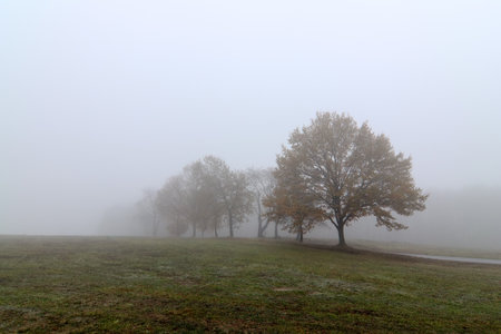 Autumn trees in the fogの写真素材