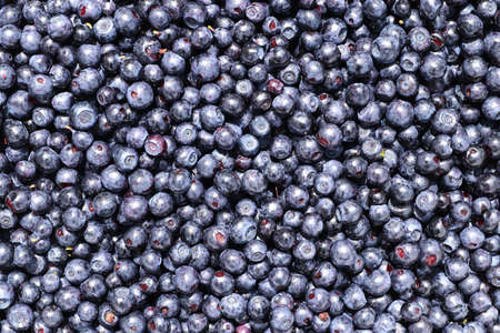 Blueberries - small sweet blue-black edible and health berry of the blueberry plantの写真素材