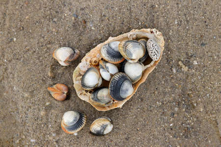 Common cockles - species of edible saltwater clams