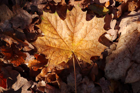 Fallen maple leaf in autumn forestの写真素材
