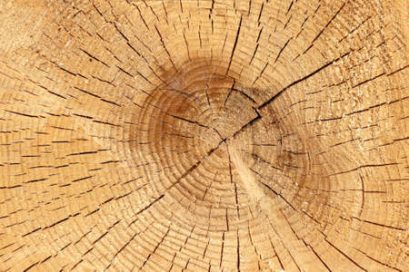 Cut tree trunk, wood texture, detailの写真素材