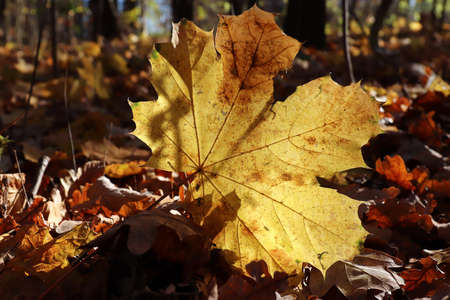 Fallen maple leaf in backlight in autumn forestの写真素材
