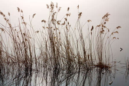 Misty early morning by the riverの写真素材