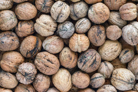 Heap of walnuts - autumn fruitsの写真素材