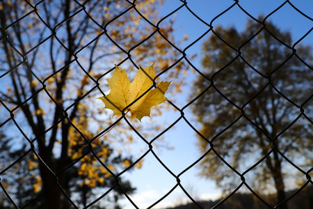 Maple leaf hanging on the fence in backlitghtの写真素材