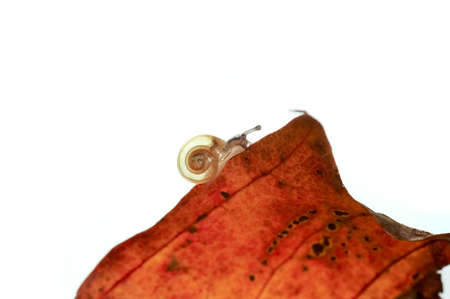 Detail of the very small snail crawling on a leafの写真素材