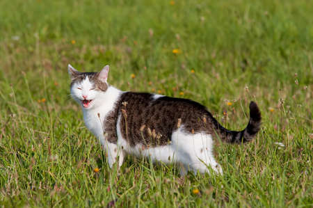 Tomcat on a meadow with with a funny grimaceの写真素材