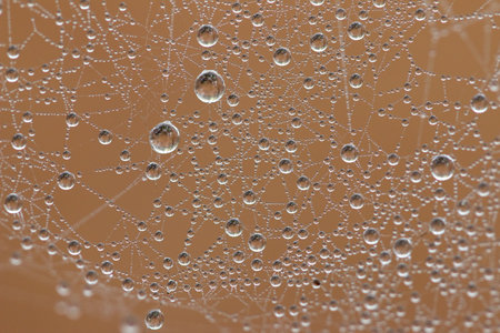 Dew drops on a spider web detailの写真素材