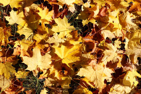 Fallen maple leaves in the light of autumn sun