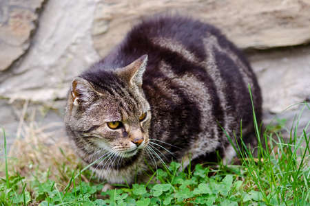 Domestic cat on the garden, selective focus on head, shallow depth of fieldの写真素材