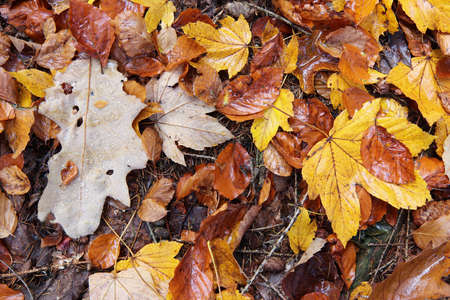 Wet fallen autumn leaves on the groundの写真素材