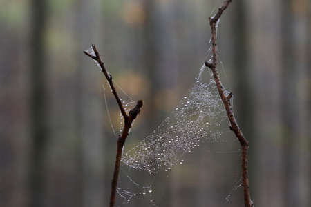 Dew drops on a spider web in the autumn forest, detailの写真素材