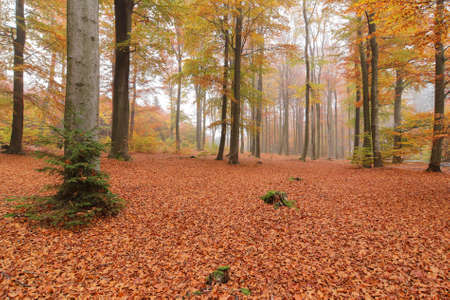 Autumn beech forest with wide angle lens, Cerne Voderady, Voderady Beechwood, Czech Republicの写真素材