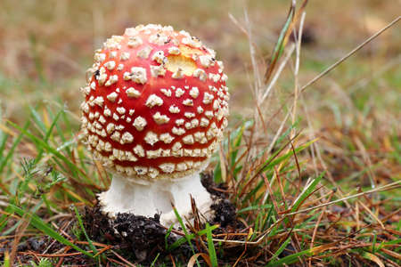 Detail of the fly poison amanita - amanita muscaria - poisonous mushroomの写真素材