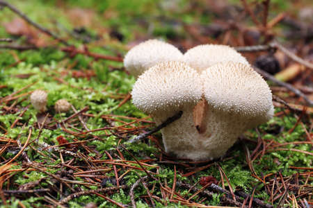 Detail of the common puffball - edible mushroomの写真素材