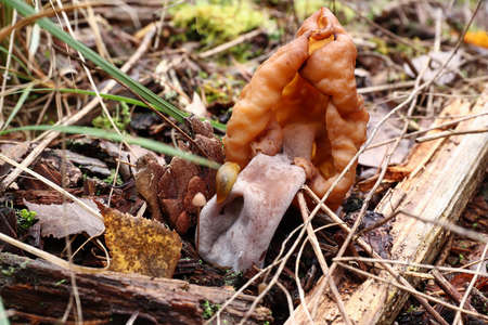 Gyromitra infula, commonly known as the hooded false morel or the elfin saddle, is an inedible fungus. It is found in the Northern Hemisphere, usually in the late summer and autumn. Gyromitra infula is considered inedible as it contains the toxic compound gyromitrin.の写真素材