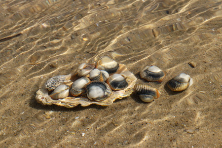 Common cockles underwater on seabed - species of edible saltwater clamsの写真素材