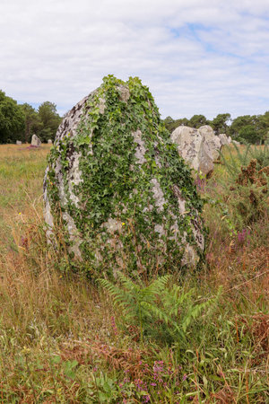 Menhirs of the Alignments of Kerlescan, rows of standing stones, the largest megalithic site in the world, Carnac, Brittany, Franceの写真素材