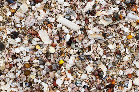 Pile of the shells of molluscs on the beach at low tideの写真素材