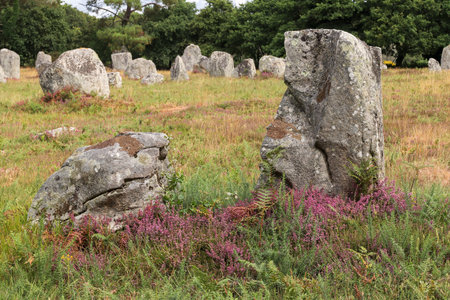 Menhirs of the Alignments of Kerlescan, rows of standing stones, the largest megalithic site in the world, Carnac, Brittany, Franceの写真素材