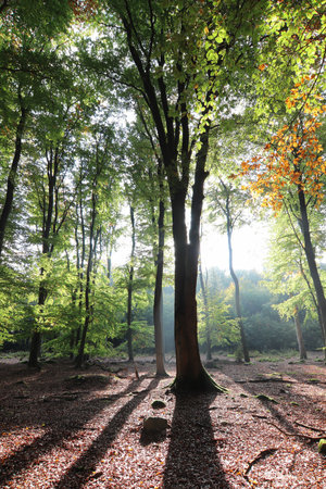 Autumn morning in a beech forestの写真素材