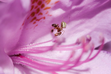Extreme close-up of the hunting spider with ant and small flyの写真素材