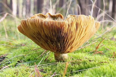 Delicious edible mushroom - orange-red lactarius or delicious lactaria - detailの写真素材