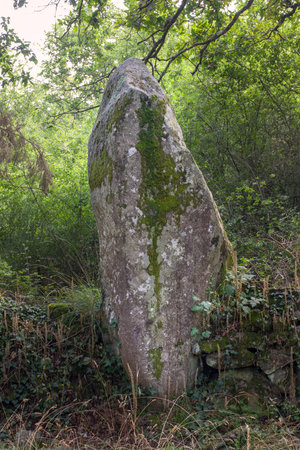 Kerjean alignments - archaeological site - menhirs in the forest, Erdeven, department Morbihan, Brittany, Franceの写真素材