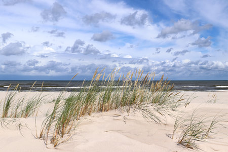 Grass and sand on the Baltic Sea coast and wild beach next to moving dunes in the Slovincian National Park also known as Slowinski National Park, Leba, Polandの写真素材