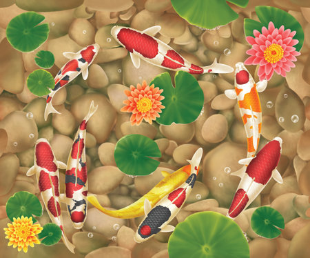 beautiful koi fish wallpaperの写真素材